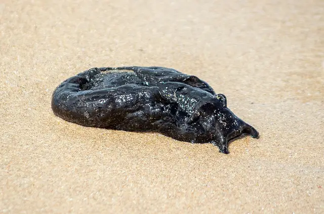 Black sea hare